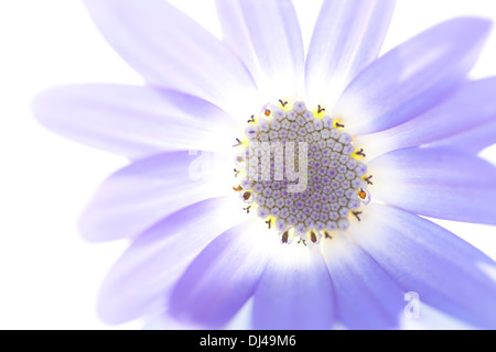 zarte Senetti Blüte vor weißem Hintergrund Stockfoto