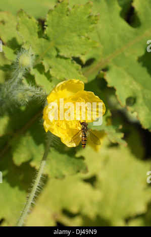 Schöllkraut Mohn Stockfoto