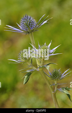 Blauen Meer Holly, Eryngium alpinum Stockfoto