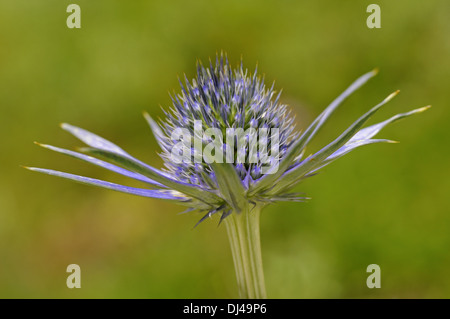 Blauen Meer Holly, Eryngium alpinum Stockfoto