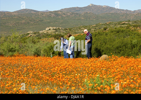 Besucher bei der Skilpad wilde Blume Reserve Stockfoto