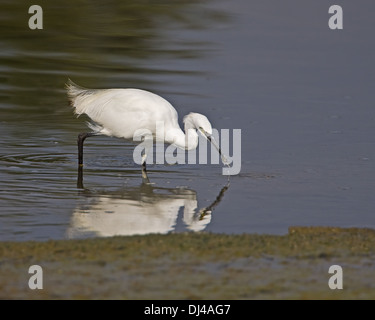 Seidenreiher mit Fisch Stockfoto