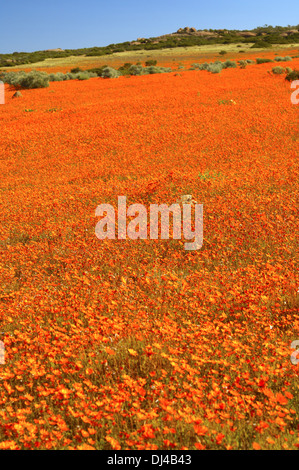 Frühling Blumen Anzeige von Namaqualand Gänseblümchen Stockfoto