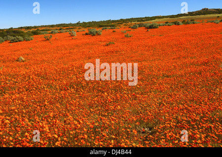 Frühling Blumen Anzeige von Namaqualand Gänseblümchen Stockfoto