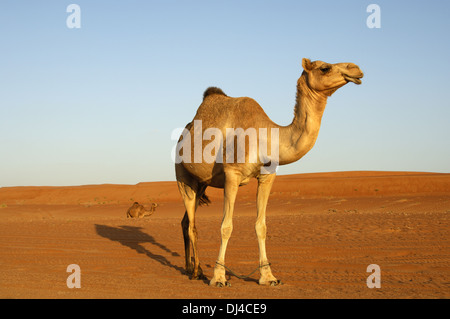 Dromedar oder arabischen Kamel mit Schäkel Stockfoto