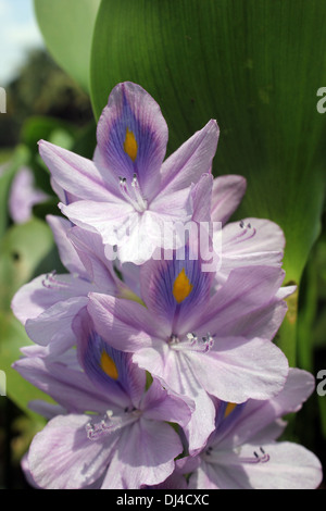 Wasserhyazinthe Eichhornia Crassipes Blume Stockfoto