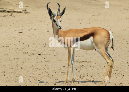 Springbok - Wildlife Hintergrund aus Afrika - wunderbares Leben und Farbe Stockfoto