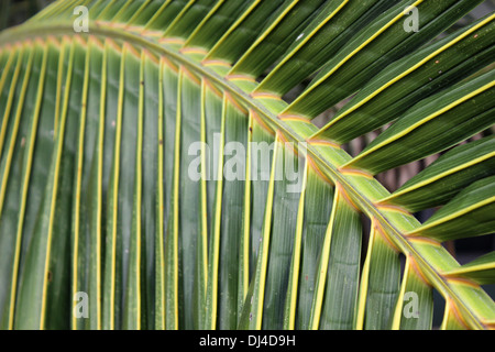 Detailansicht einer Kokos-Blatt Stockfoto
