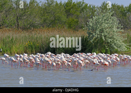 Größere Flamingo-Kolonie Stockfoto