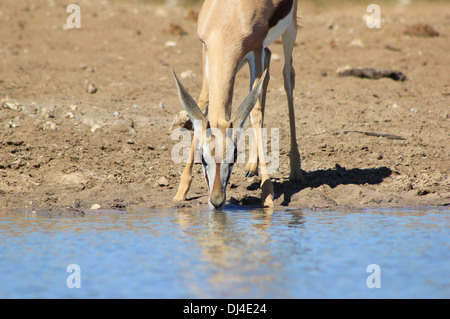 Springbok - Wildlife Hintergrund aus Afrika - wunderbares Leben und Farbe Stockfoto