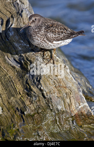 Meerstrandläufer, Caladris maritima Stockfoto