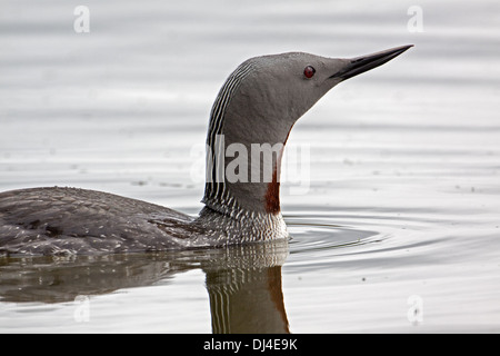 Red-throated Loon, Gavia stellata Stockfoto