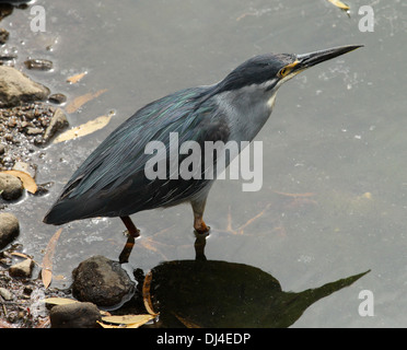 Grün unterstützt Reiher Butorides striatus Stockfoto