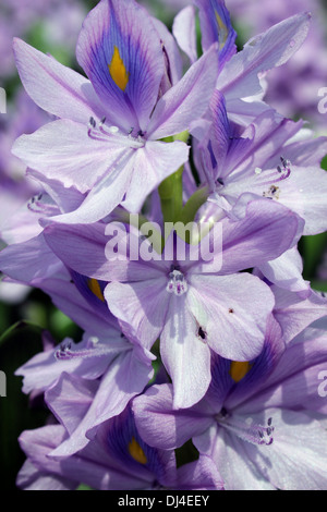 Wasserhyazinthe Eichhornia crassipes Stockfoto