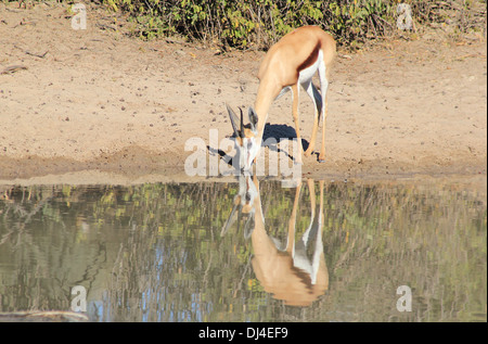 Springbok - Wildlife Hintergrund aus Afrika - wunderbares Leben und Farbe Stockfoto