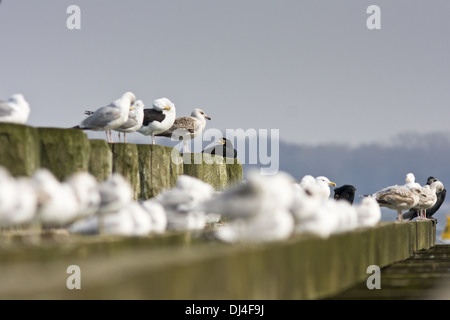 Silbermöwen (Larus Argentatus) auf einer Brücke Stockfoto