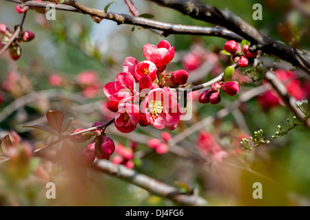 Chaenomeles x Superba 'Knap Hill Scarlet' - blühende Quitte Stockfoto