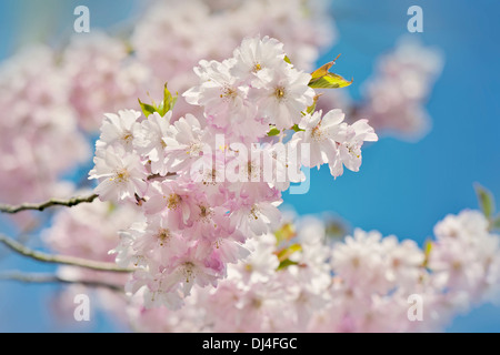 Nahaufnahme Bild des japanischen Cherry Blossom Pink Frühlingsblumen, Aufnahme gegen eine lebendige blauen Himmel. Stockfoto