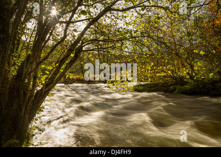 Herbst auf dem Fluß Barle in der Nähe von Tarr Steps, Exmoor National Park, Somerset, England, UK Stockfoto