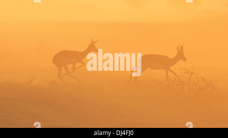 Springbok - Wildlife Hintergrund aus Afrika - wunderbares Leben und Farbe Stockfoto