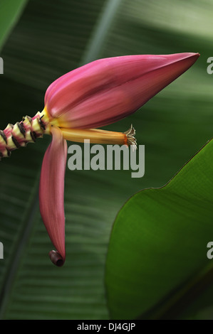Blume des indischen Zwerg Banane, Musa mannii Stockfoto