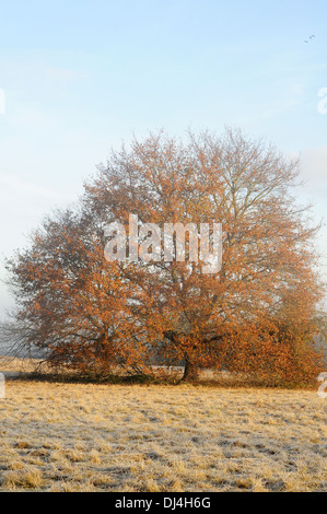 Vertikale Porträt des einsamen Eiche im Nebel gefrorenen Rasen Winter in Arjuzanx nationalen Jagd- und Wildlife Reserve. Frankreich. Stockfoto