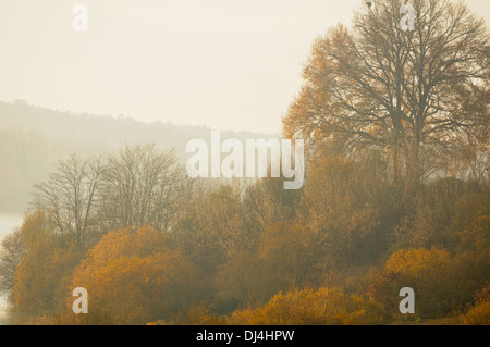 Trüben Tag im Winter, mit Eichen im Nebel, am Rande eines Sees in Arjuzanx. Nationalen Jagd- und Naturschutzgebiet. Frankreich. Stockfoto