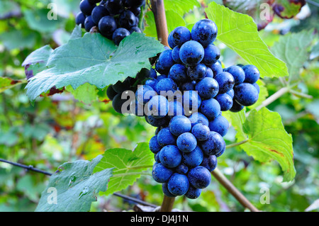 blaue Trauben Stockfoto