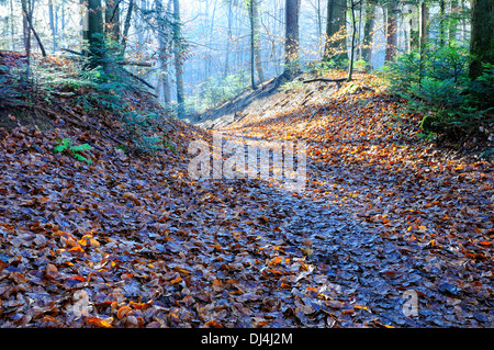 Durch den Wald Stockfoto