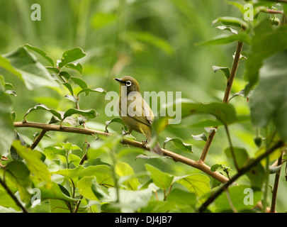 Cape White-eye Zosterops pallidus Stockfoto