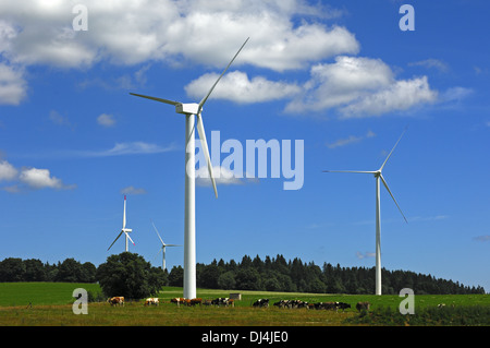 Rinder unter Windkraftanlagen Stockfoto