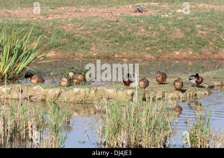 Zugvögel im Naturschutzgebiet Hula Stockfoto