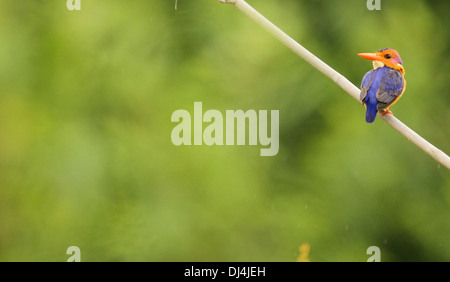 Afrikanische pygmy Kingfisher Ispidina picta Stockfoto