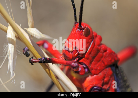 Gemeinsamen Seidenpflanze Heuschrecke, Südafrika Stockfoto