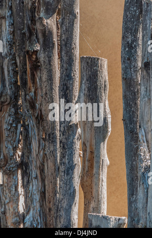 Eine Nahaufnahme von einem traditionellen Zaun aus Ästen wie üblich im Bundesstaat New Mexico, USA. Stockfoto