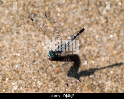 Blaue Libelle im Sand der Goa Strand Stockfoto