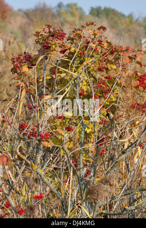 Herbst rot wild Viburnum Baum Stockfoto
