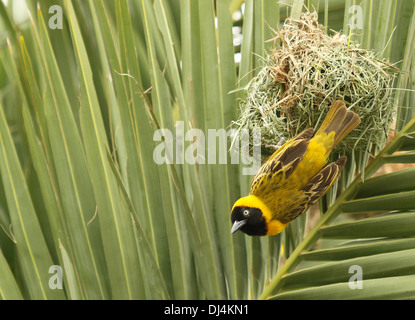 Geringerem maskierte Weber Ploceus intermedius Stockfoto