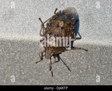 Braun Marmorated stinken Fehler Makro Stockfoto