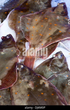 Fangfrisch Scholle zum Verkauf aus einem französischen Fischhändler stall Stockfoto