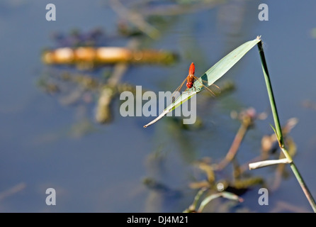 rote Libelle sitzt auf einem Ast Stockfoto