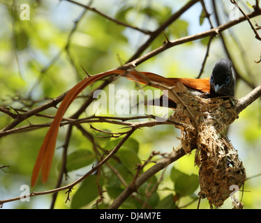 Afrikanische Paradise Flycatcher Terpsiphone Viridis Nest Stockfoto