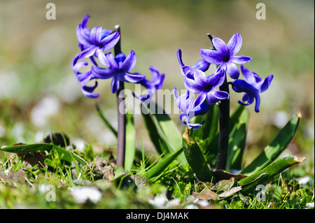 Glockenblumen in einem grünen Feld Stockfoto