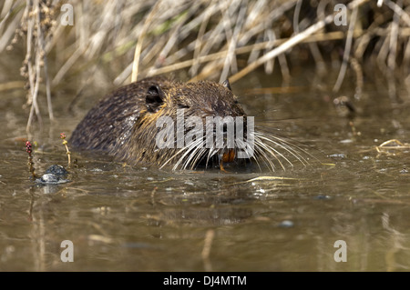Nutria, Biber brummeln Stockfoto