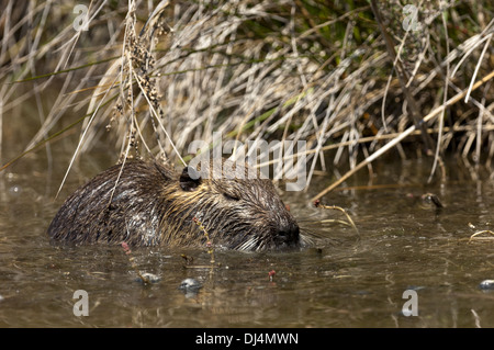 Nutria, Biber brummeln Stockfoto