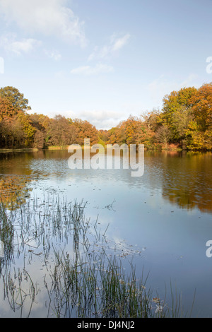 Herbst Reflexionen an Cannop Seen in Wald des Dekans, Gloucestershire, England, Großbritannien Stockfoto