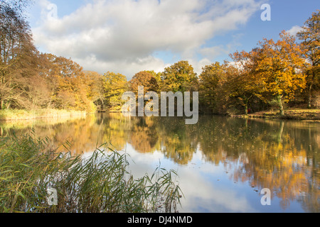 Herbst Reflexionen an Cannop Seen in Wald des Dekans, Gloucestershire, England, Großbritannien Stockfoto