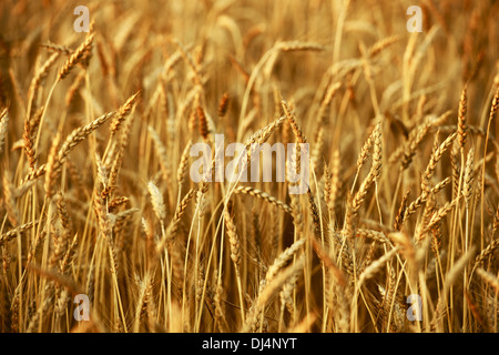 Weizen-Nahaufnahme - Weizenfeld. Landwirtschaft-Sammlung. Stockfoto