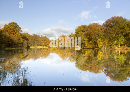 Herbst Reflexionen an Cannop Seen in Wald des Dekans, Gloucestershire, England, Großbritannien Stockfoto