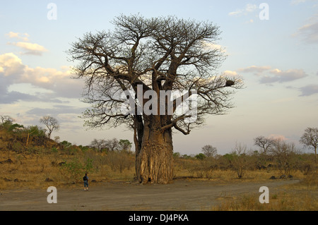 Touristen stehen neben einem Baboab Baum Stockfoto